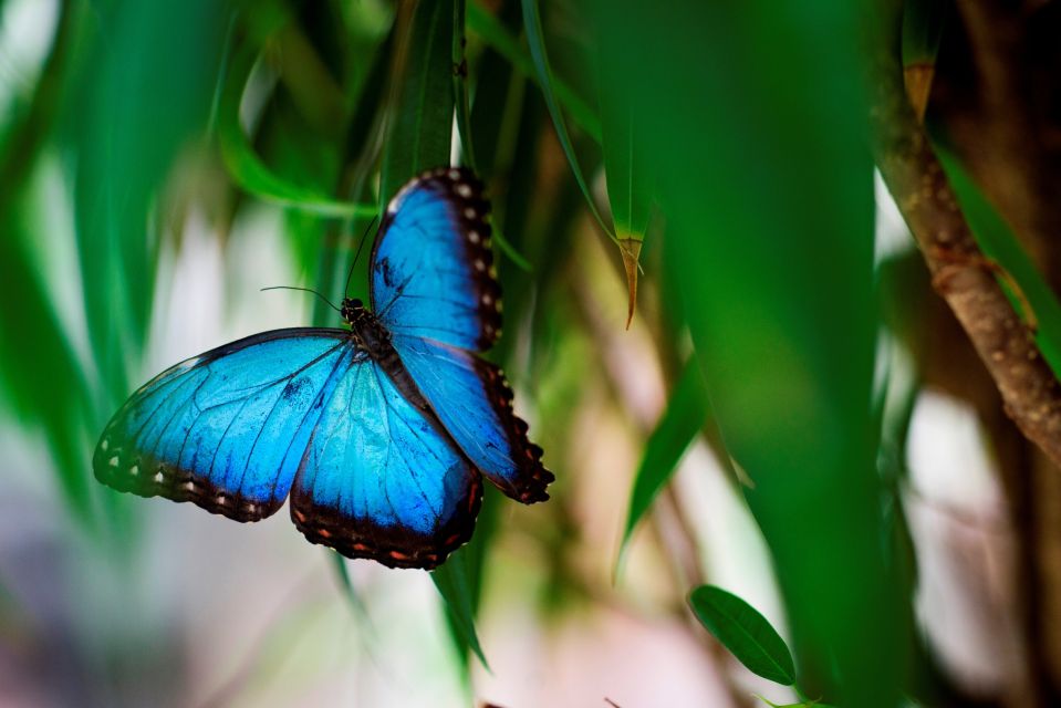 Prague: Papilonia Butterfly House - Entering the flight zone: how close butterflies really get