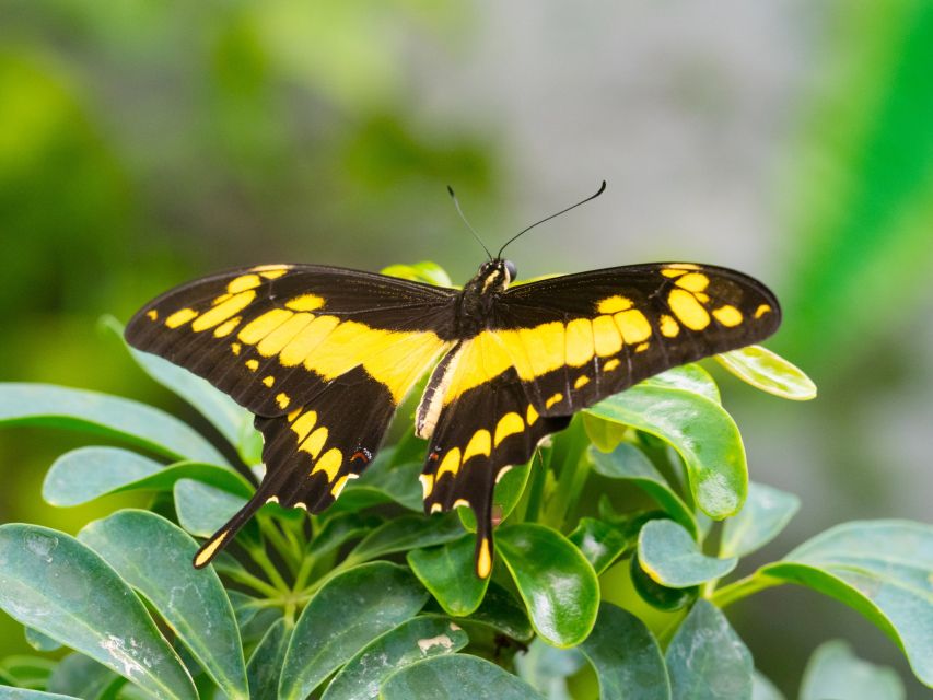Prague: Papilonia Butterfly House - Hundreds of live exotic butterflies across tropical regions