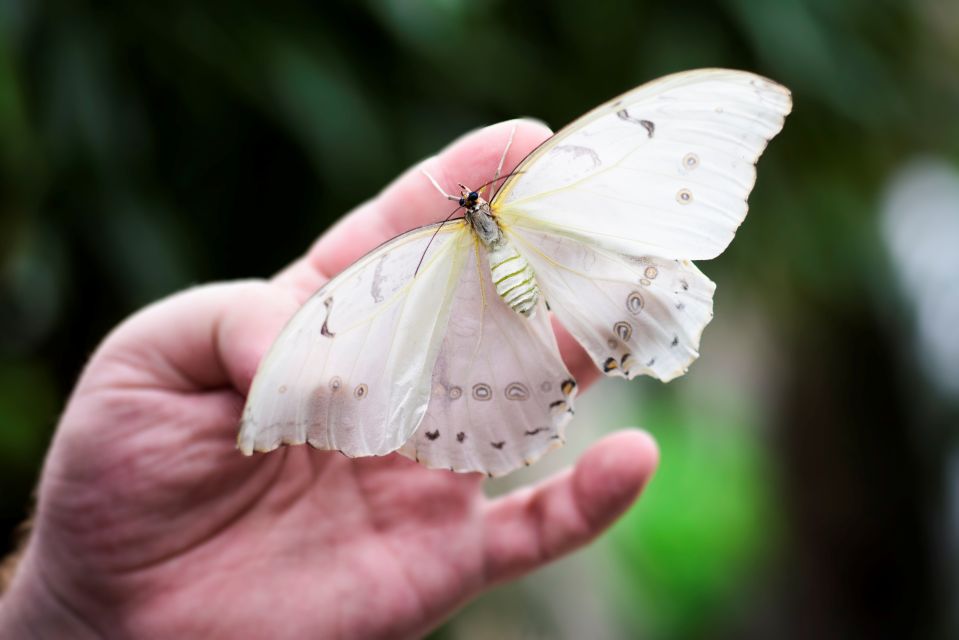 Prague: Papilonia Butterfly House - Photos in Prague: tips for getting great shots without stressing the butterflies