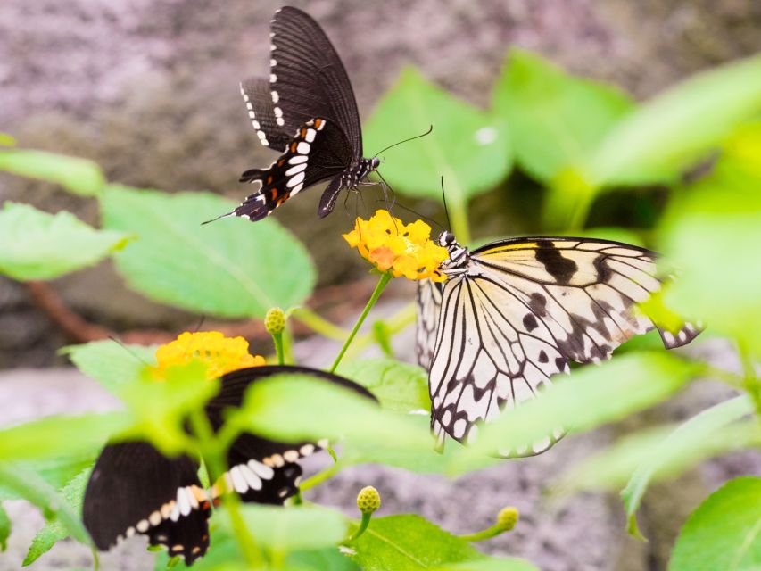 Prague: Papilonia Butterfly House - The family reality check: crowds, rules, and caring for butterflies