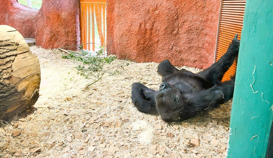 Prague: Prague Zoo Audio Guide with E-Ticket - Pavilions and stories: what you’ll hear as you walk