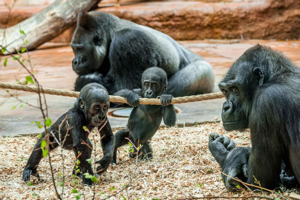 Prague Zoo: Skip-the-Line Entry Ticket - Skip-the-line Entry: what it actually buys you