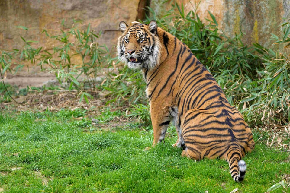 Prague Zoo: Skip-the-Line Entry Ticket - The heart of the day: nearly 5,000 animals in big habitats