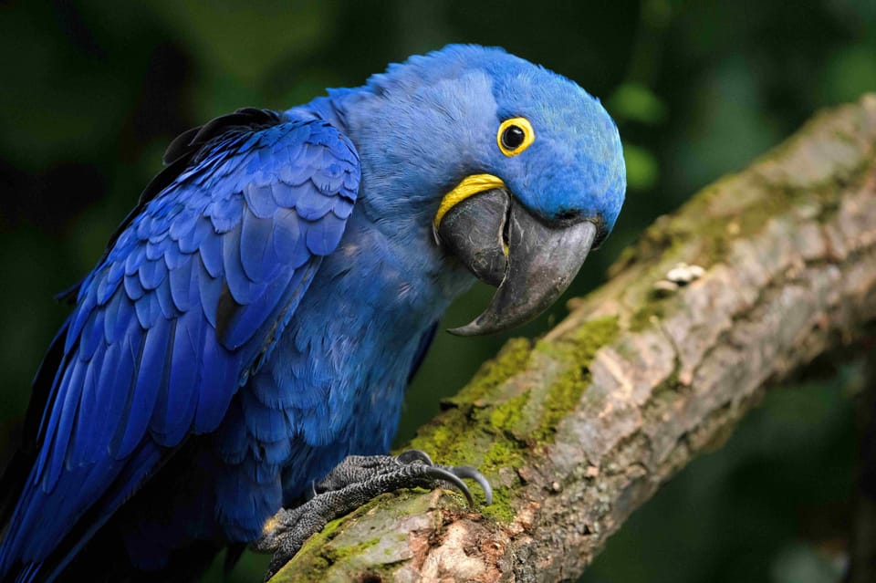 Prague Zoo: Skip-the-Line Entry Ticket - Conservation and breeding: why this zoo is more than a sightseeing stop