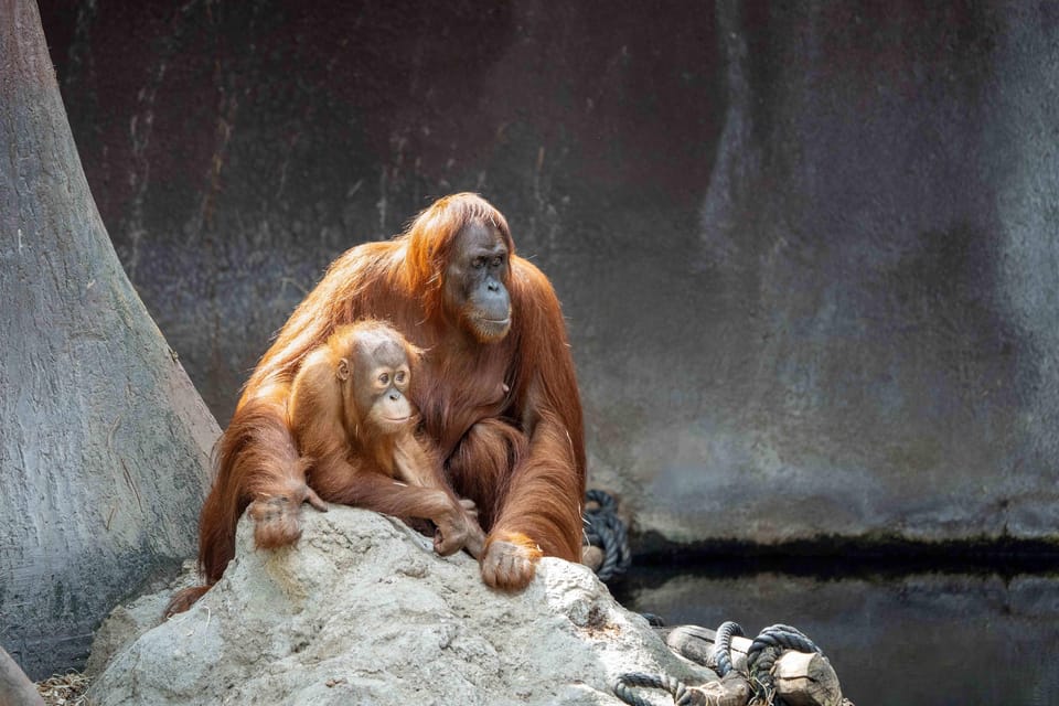 Prague Zoo: Skip-the-Line Entry Ticket - Pacing your visit: how long to plan (and when to go)