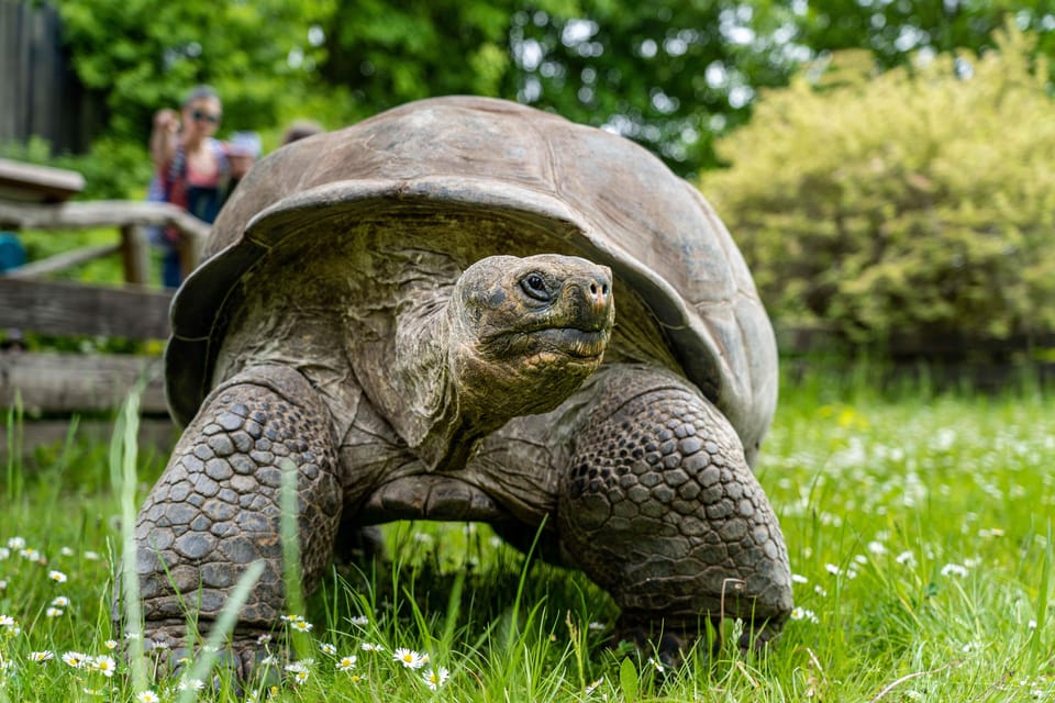 Prague Zoo: Skip-the-Line Entry Ticket - Ticket value: does $15 make sense here?