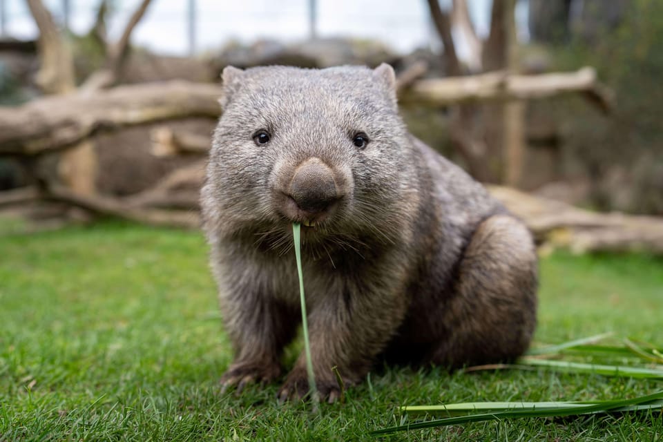 Prague Zoo: Skip-the-Line Entry Ticket - Rules you should actually care about