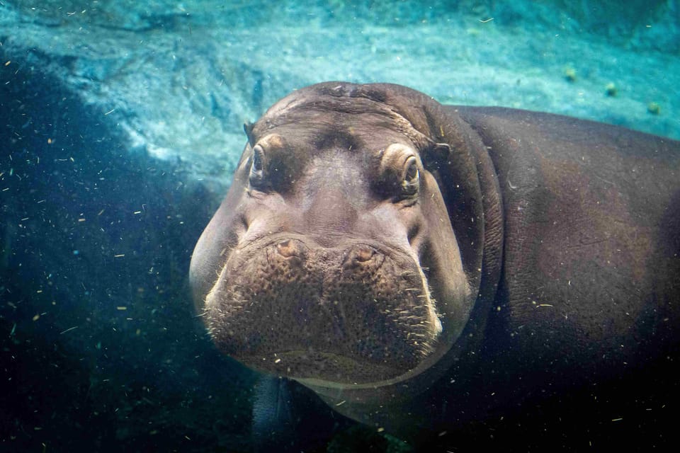 Prague Zoo: Skip-the-Line Entry Ticket - Getting set up in Troja: your best first move